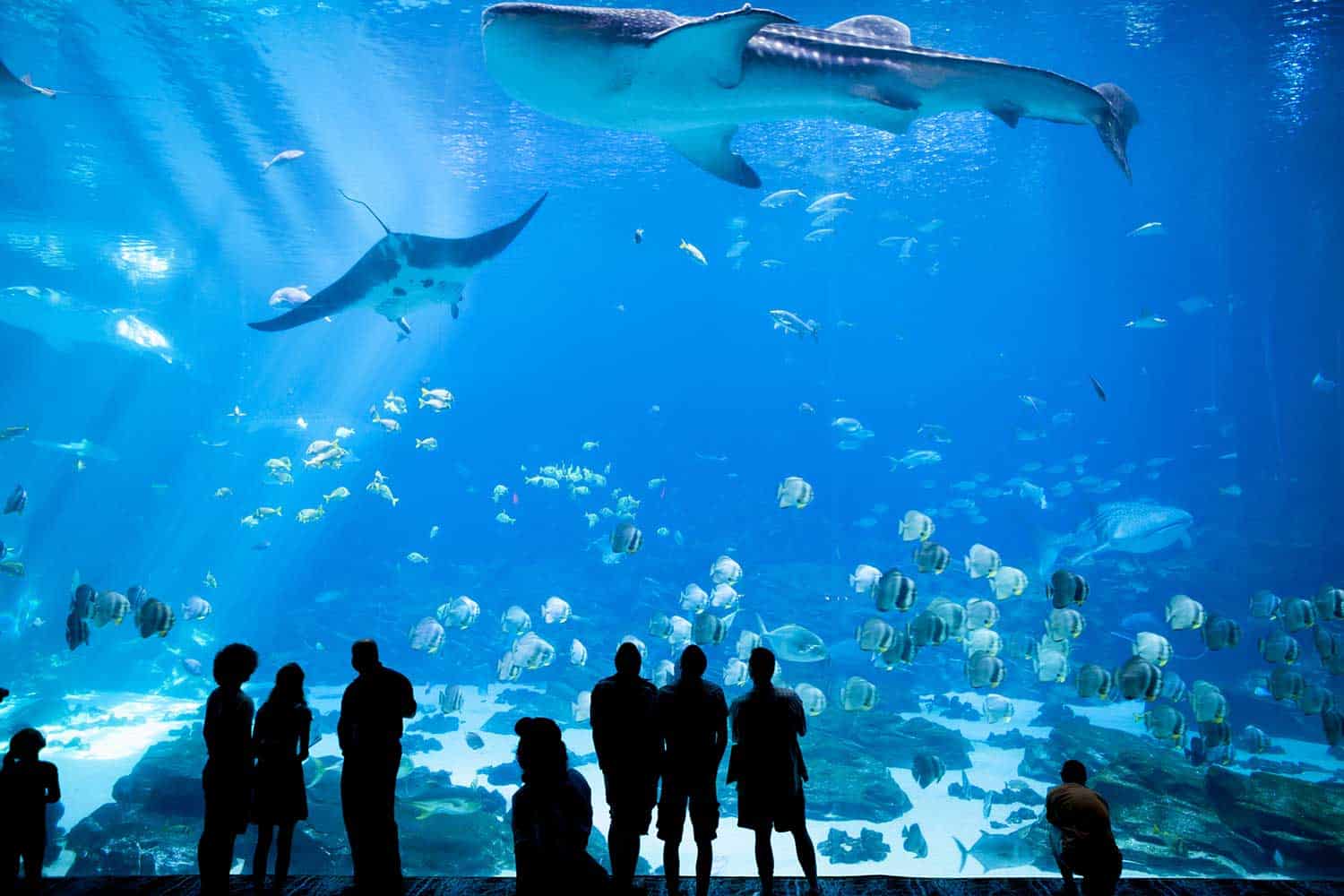 Aquarium Image