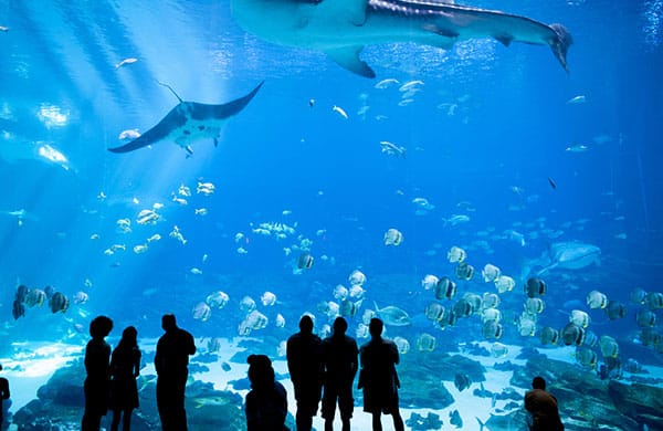 Museums and Aquariums